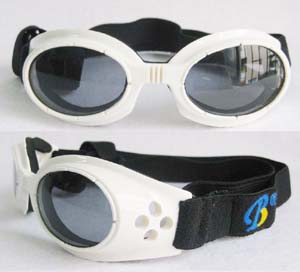 pet eyewear ۾   С빷̫